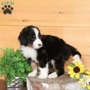 Molly – F1, Bernedoodle Puppy